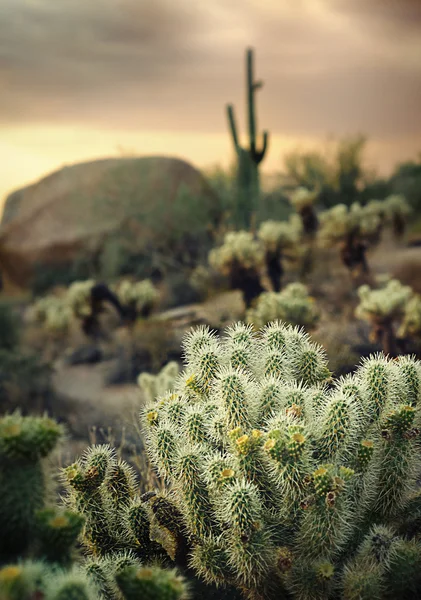 美しい砂漠のサグアロ サボテンと風景とビュットのロック — ストック写真