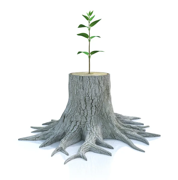 Young tree seedling grow from old stump — Stock Photo, Image