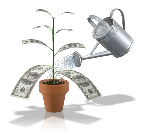 Pengar växt — Stockfoto