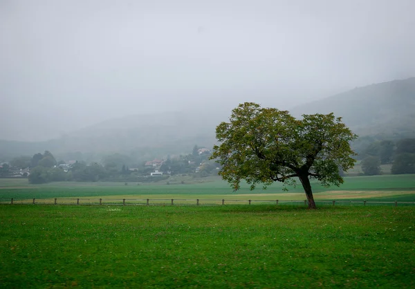kırsal kesimde ağaç