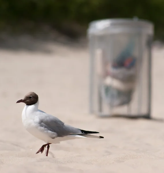 Möwe am sauberen Strand mit Mülleimer — Stockfoto