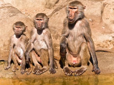 Three baboons of different ages. clipart