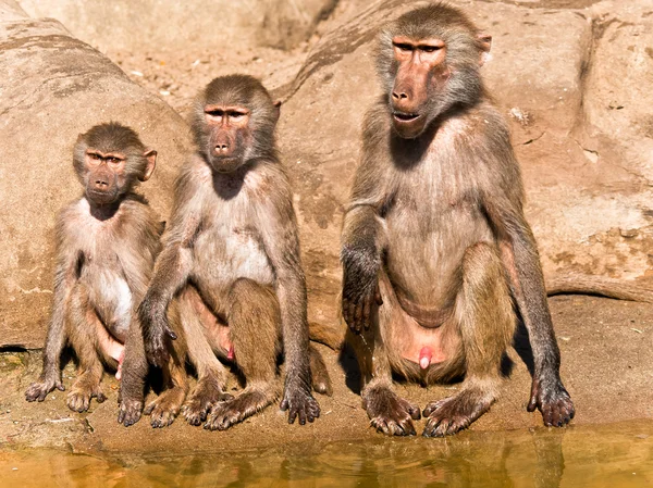 Drie bavianen van verschillende leeftijden. — Stockfoto