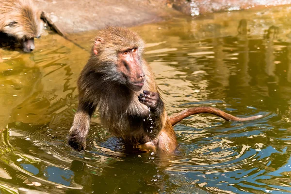 在水中的狒狒 — 图库照片