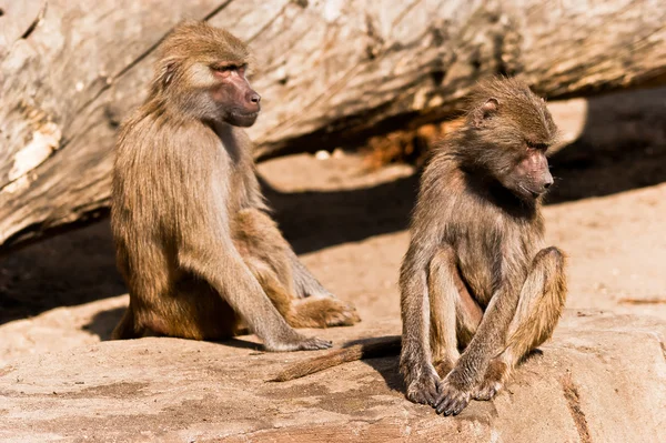 Twee mannelijke bavianen in een dierentuin — Stockfoto