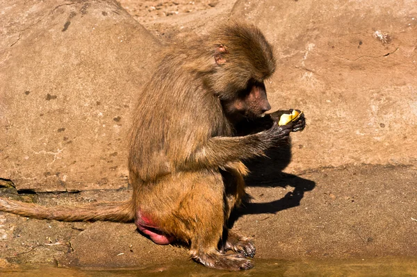 Pavianmännchen essen Apfel — Stockfoto