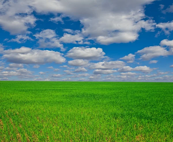 Green rural field — Stock Photo, Image