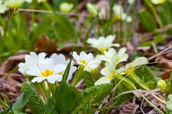 Beautiful spring flowers — Stock Photo, Image