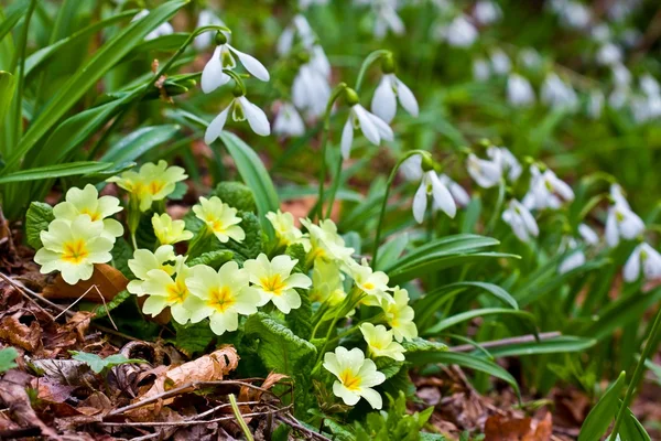 Spring flowers scene — Stock Photo, Image