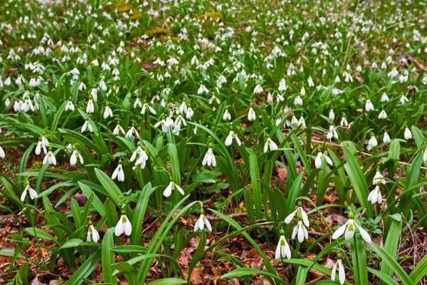 stock image Field of snowdrops