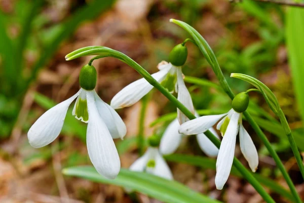 Pieni valkoinen kevät lumikelloja — kuvapankkivalokuva
