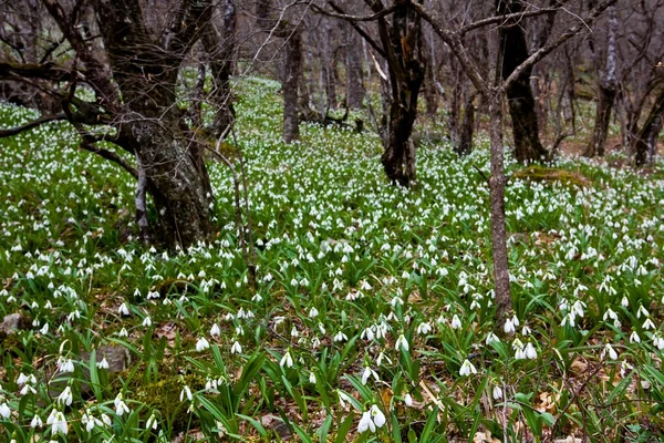 stock image Spring forest glade in a snowdrops