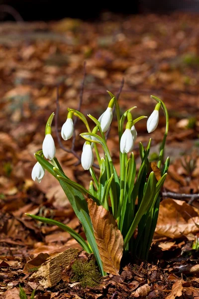 Snowdrop bouquet in a dry leaves — Stock Photo, Image