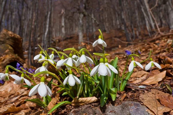 stock image Small snowdrop bush in a forest