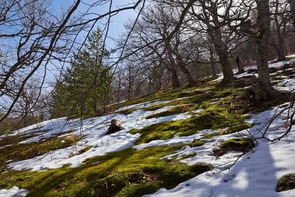 Floresta de primavera em uma encosta de colina — Fotografia de Stock