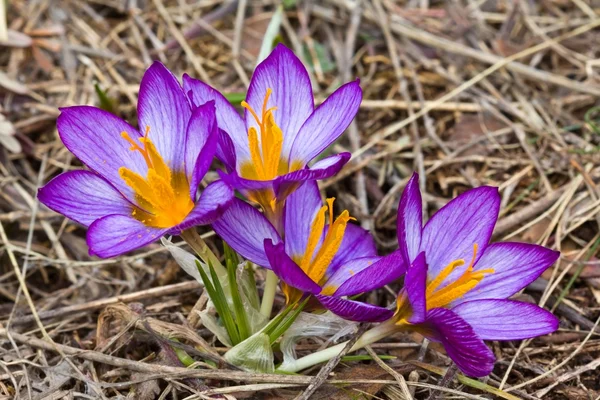 乾いた草の美しい春クロッカス — ストック写真