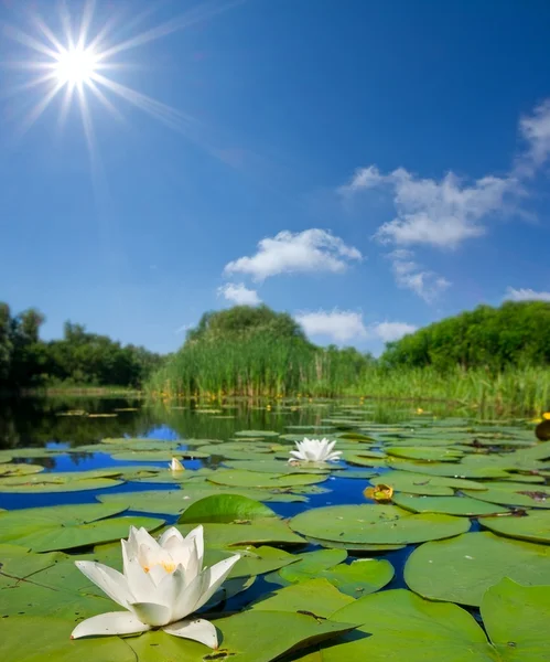 Летнее озеро с лилиями — стоковое фото