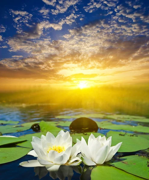 stock image White lilies at the sunset