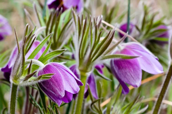Closeup spring flowers — Stock Photo, Image