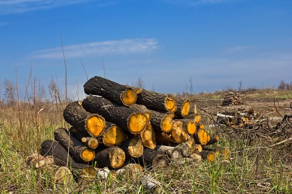Heap of trunks in a steppe — Stock Photo, Image