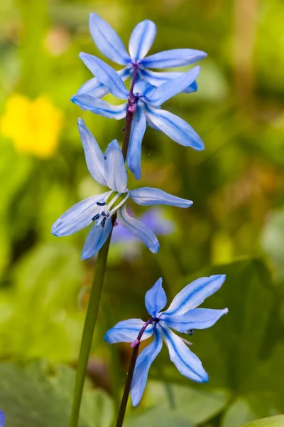漂亮的蓝色春天的花朵 — 图库照片