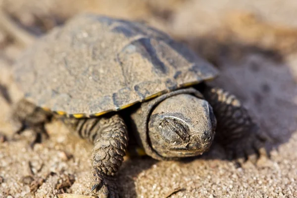 Kleine Schildkröte im Sand — Stockfoto