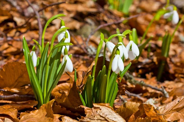 Beautiful snowdrops push through a dry leaves — Stock Photo, Image