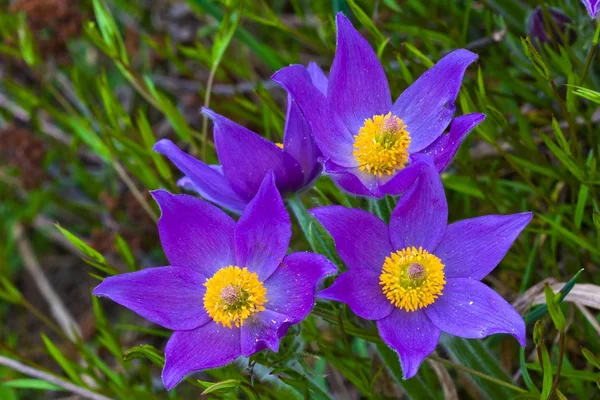 Krásné fialové květiny trávě — Stock fotografie