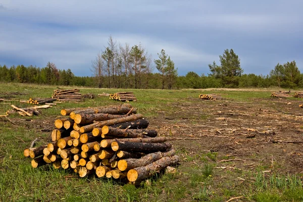 Un mucchio di tronchi su una radura di foresta — Foto Stock