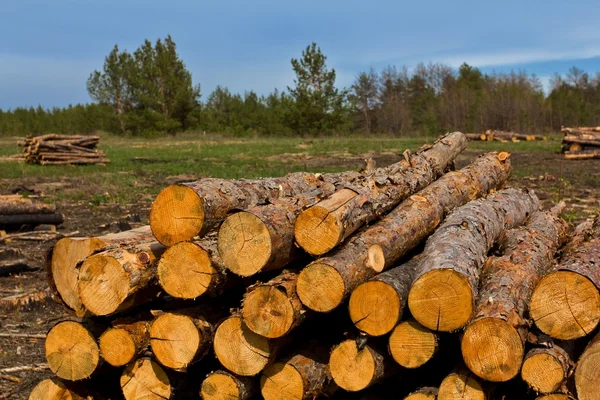 stock image Heap of pine tree trunks