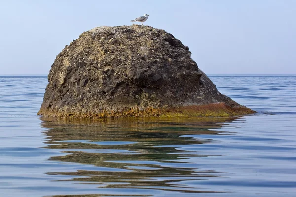Seagull on a sea stone — Stock Photo, Image
