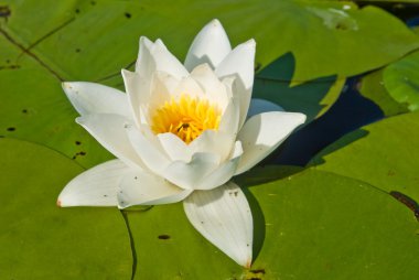 Beautiful white lily