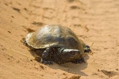 Turtle op een zand