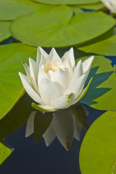 Красивая белая лилия на воде — стоковое фото