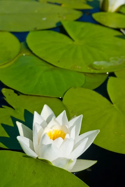 Bílá voda Lily — Stock fotografie