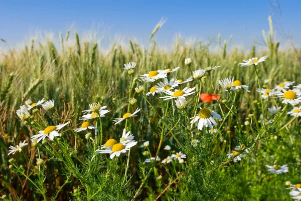 White camomiles in a grass — Stock Photo, Image
