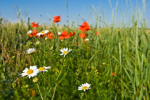 Camomiles and poppies — Stock Photo, Image