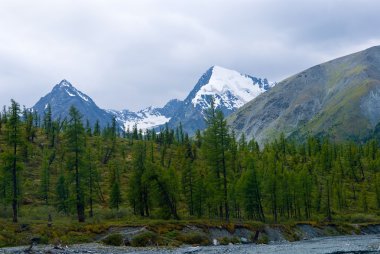 Pine forest and high mountains clipart