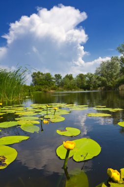 Yellow lilies on a river clipart