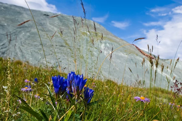 Beautiful blue flowers on a mountain pasture — Stock Photo, Image