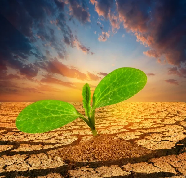 Small plant pushing through a dry earth — Stock Photo, Image