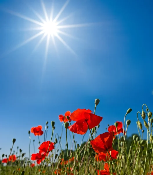Red poppies under a sun — Stock Photo, Image