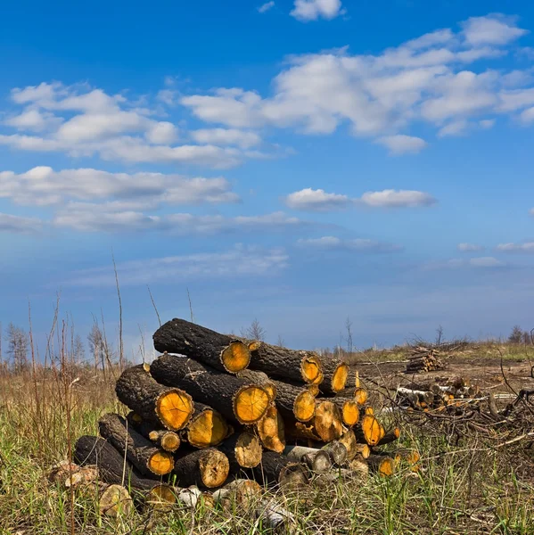 Heap of trunks on a forest glade — Stock Photo, Image
