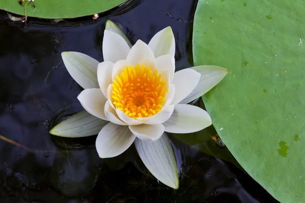 Beautiful white lily — Stok fotoğraf