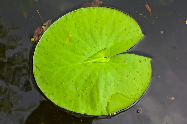 stock image Waterplant leaf on a water