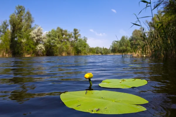 Giglio d'acqua giallo su un fiume — Foto Stock