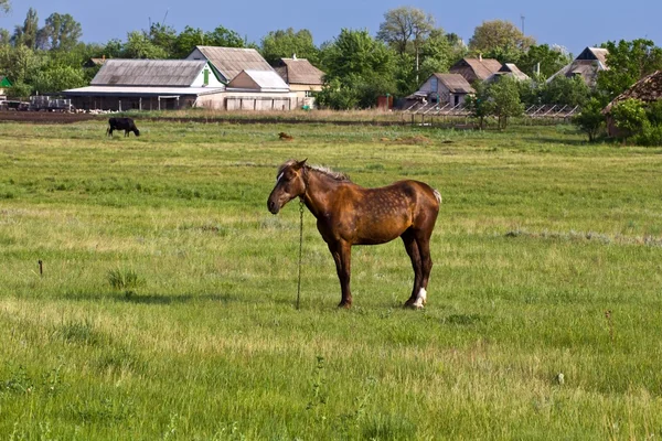 Schönes braunes Pferd auf einer Weide — Stockfoto