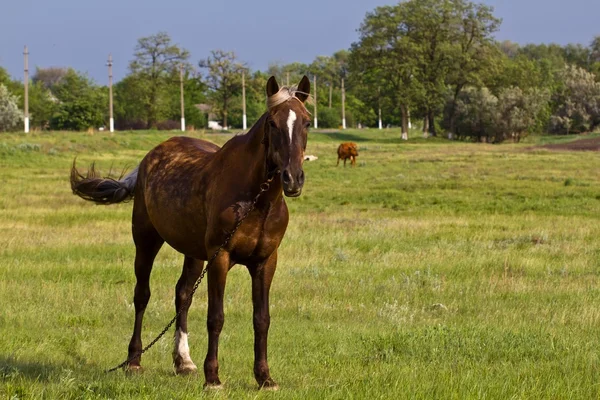 棕色的马 — 图库照片