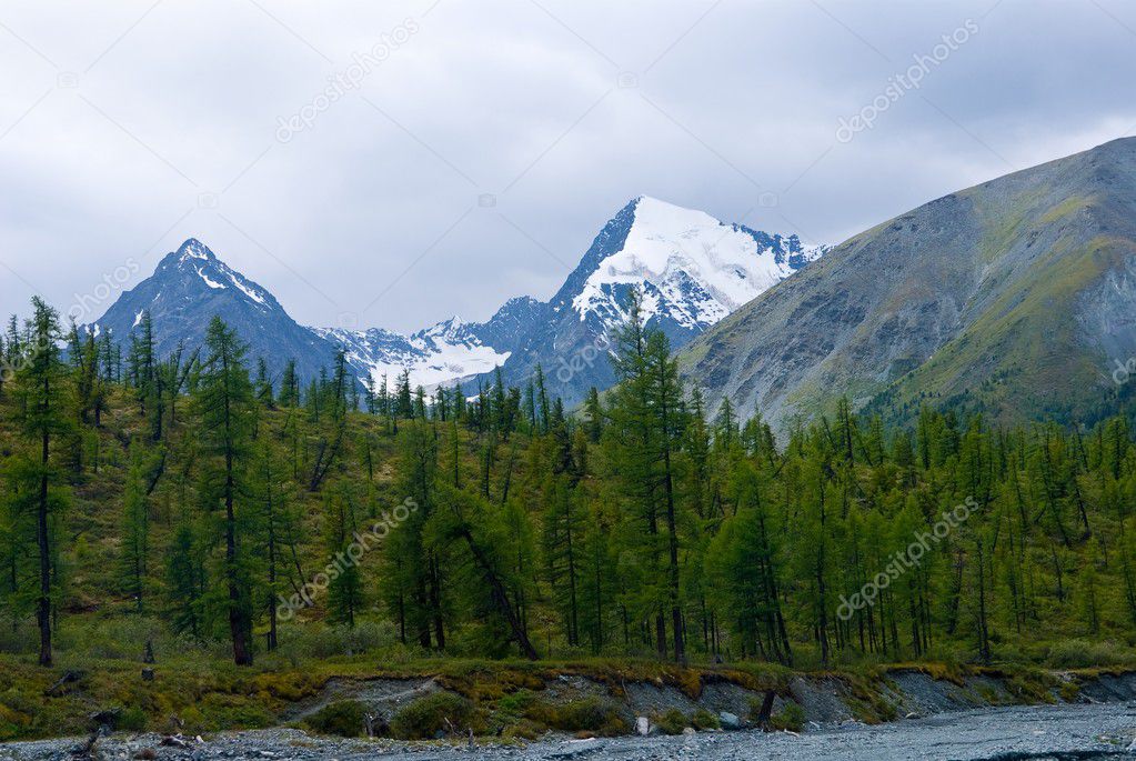 Pine forest and high mountains
