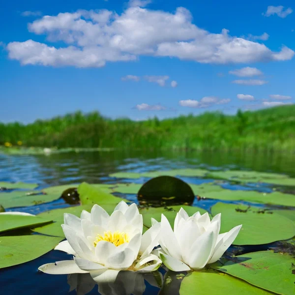 Beautiful white lilies on a summer river — Stock Photo, Image